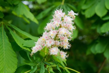 All flowers are beautiful in their own way. Cluster with white chestnut flowers. Chestnut blossom with tiny tender flowers and green leaves background. Chestnut flower. Chestnut blossoming in spring.