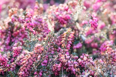 Blooming Calluna vulgaris, known as common heather, ling, or simply heather. Natural spring background with sun shining through pink beautiful flowers.