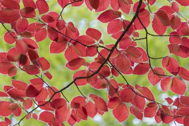 bright red leaves of a red copper beech tree, Fagus sylvatica, vibrant backlit leaves in spring