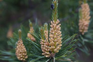 Flowering pine tree. Branch of Scots pine with yellow pollen, producing male cones on blurred background, close-up. Pinus sylvestris