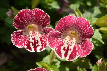 Mimulus or Monkey flower. Close up of mimulus