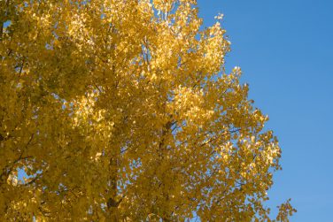 Quaking aspen tree with beautiful yellow orange fall colors against a blue sky. Room for copy space
