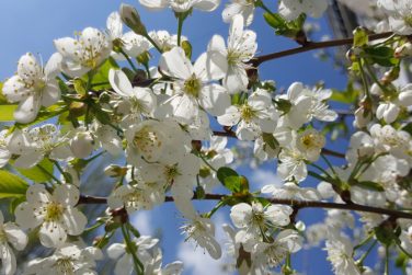 The Apple tree blooms. Apple blossoms close-up. flowering tree. Beautiful white Apple blossoms and green leaves. flowering Apple tree in Sunny weather.