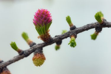 twig blossoming larch in the spring close up